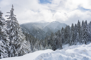 Fototapeta na wymiar Sunny view over white winter landscape in the Romanian Carpathian mountains with snow