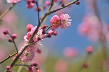 早春に咲く紅梅の花