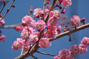 早春に咲く紅梅の花