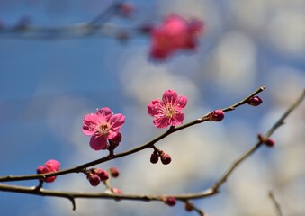 早春に咲く紅梅の花