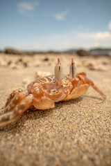 Mr. Crab Posing On The Beach