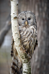 Ural Owl sit in a tree and looking on the the camera