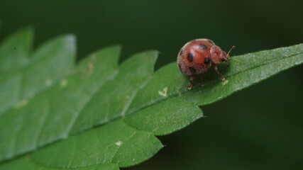 ladybug