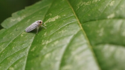 white moth
