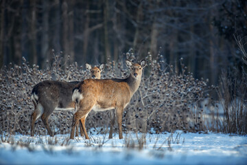 Naklejka na ściany i meble Close two young majestic red deer in winter forest. Cute wild mammal in natural environment