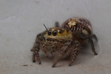 spider
