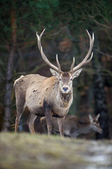 Naklejka na ściany i meble Majestic red deer stag in forest. Animal in nature habitat