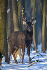 Close young majestic red deer stag in winter forest. Cute wild mammal in natural environment