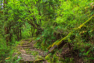 Fototapeta premium View enroute to Zero point, Binsar trekking trail through evergreen forest which offers splendid view of Himalayas of the Kumaon region, Uttrakhand.
