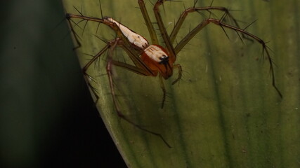 lynx spider