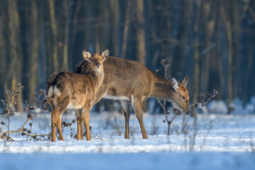 Close two young majestic red deer in winter forest. Cute wild mammal in natural environment