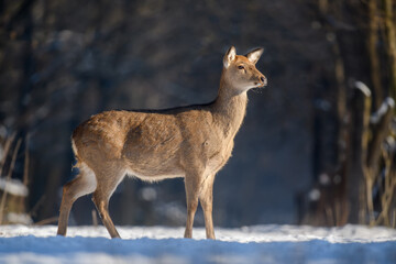 Close young majestic red deer in winter forest. Cute wild mammal in natural environment
