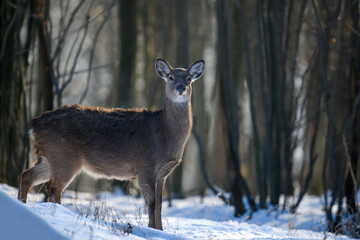 Naklejka na ściany i meble Close young majestic red deer in winter forest. Cute wild mammal in natural environment