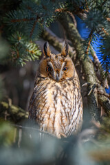 Owl sit in a tree and looking on the the camera