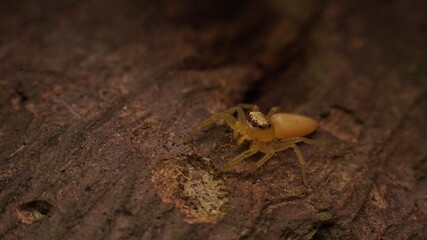 spider