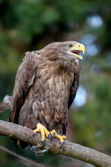White-tailed eagle sitting on pine branch