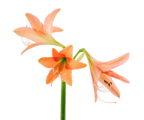 Fototapeta na wymiar Hippeastrum or Amaryllis flower ,Orange amaryllis flower isolated on white background, with clipping path 