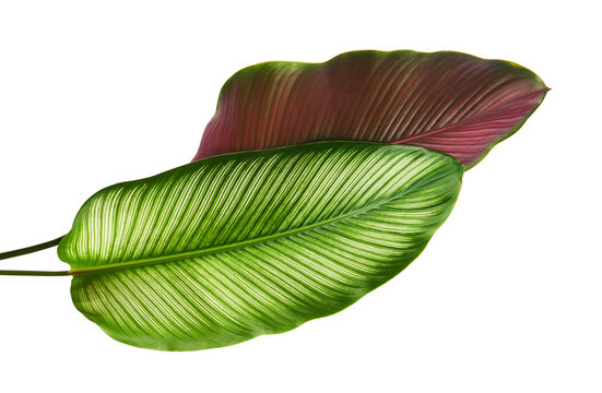 Marantaceae Bilder Durchsuchen 2,068 Archivfotos, und