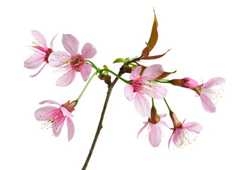 Prunus cerasoides flower, Wild Himalayan cherry plants, isolated on white background