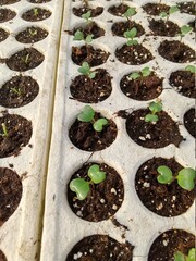 seedlings in pots
