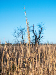 Obraz premium tall grass and blue sky