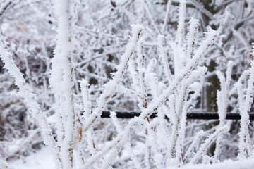 Snow-covered winter steppe during fog. Trees and grass covered with frost