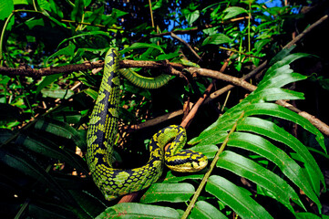 Sri Lanka-Bambusotter // Sri Lankan pit viper (Trimeresurus trigonocephalus) - Sri Lanka - obrazy, fototapety, plakaty