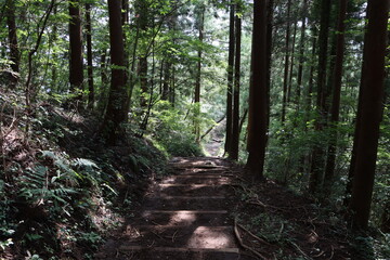 森の中の登山道
