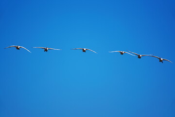 白鳥の編隊飛行
