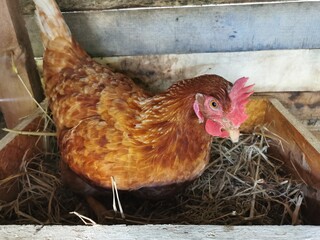 Hens prepare eggs in the coop