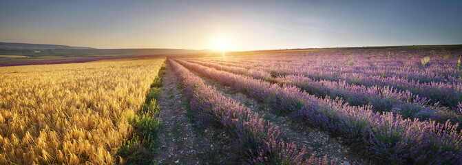 Panorama of lavender and wheat meadow.