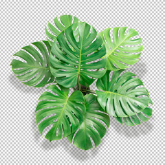 Bush Green Monstera leaf isolated transparency white background.Tropical leaves object clipping path