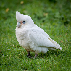 corella standing on grass