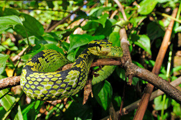 Sri Lankan pit viper // Ceylon Lanzenotter (Trimeresurus trigonocephalus) - Sri Lanka