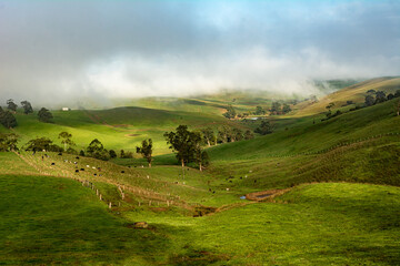 dairy cows feeding on grass in rolling hills