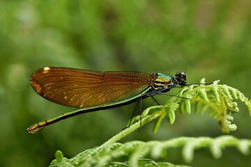 Calopteryx virgo female dragonfly on a little mountain creek at Galicia, Spain	