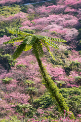 寒緋桜とヒカゲヘゴ