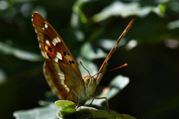 Apatura ilia butterfly on quercus robur leaf into the forest at Leon, Spain 07-12-2018