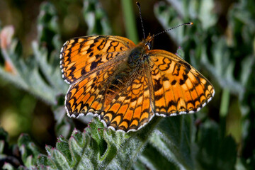 Melitaea deione on a little mountain creek at Guadalajara, Spain 08-02-2018