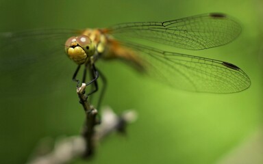 Dragonfly on a little mountain creek at Galicia, Spain 10-31-2020