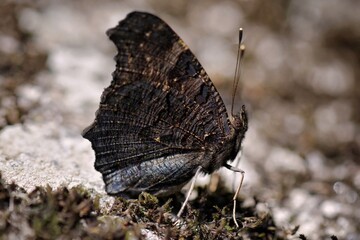 Inachis io butterfly on a rock at Galicia, Spain 05-25-2020