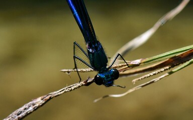 Calopteryx virgo male dragonfly on a little mountain creek at Galicia, Spain