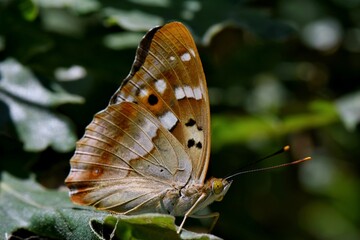 Apatura ilia butterfly on quercus robur leaf into the forest at Leon, Spain 07-12-2018