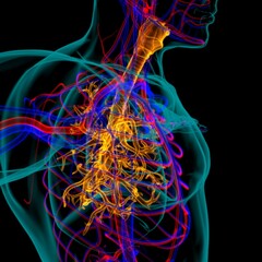 Lungs Human Respiratory System Anatomy For Medical Concept 3D Rendering