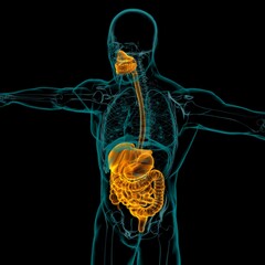 Human Digestive System Anatomy For Medical Concept 3D