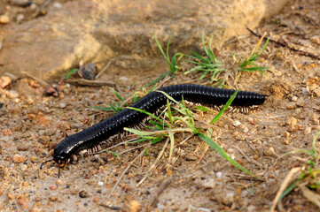 Schnurfüßer, Tausendfüßer // Millipede - Sri Lanka