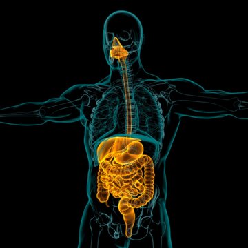 Human Digestive System Anatomy For Medical Concept 3D Rendering