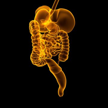 Human Digestive System Anatomy For Medical Concept 3D Rendering