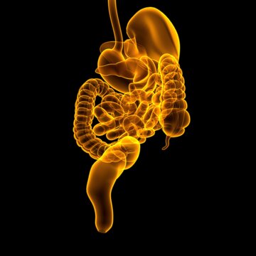 Human Digestive System Anatomy For Medical Concept 3D Rendering