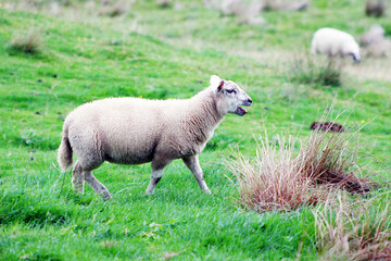 Obraz premium Highland sheep